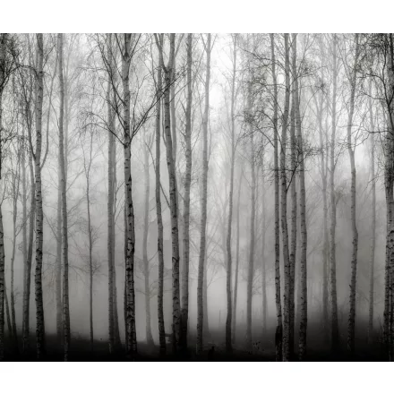 Rebel Walls / Mistic Shades