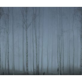 Rebel Walls / Mistic Shades