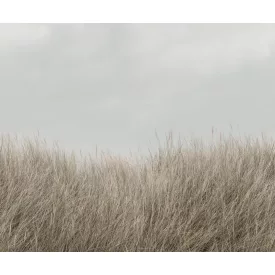 Rebel Walls / Mistic Shades