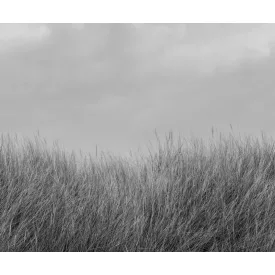 Rebel Walls / Mistic Shades