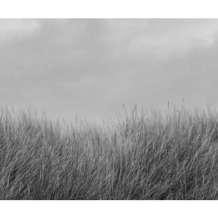 Rebel Walls / Mistic Shades