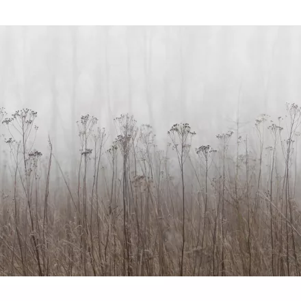 Rebel Walls / Mistic Shades