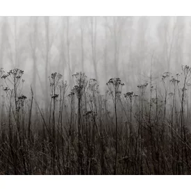 Rebel Walls / Mistic Shades