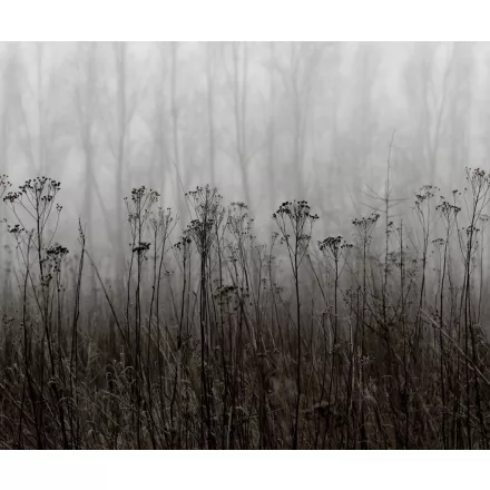 Rebel Walls / Mistic Shades