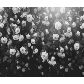 Rebel Walls / Mistic Shades