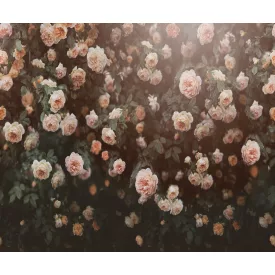 Rebel Walls / Mistic Shades