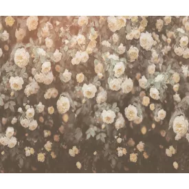 Rebel Walls / Mistic Shades