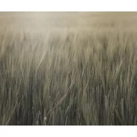 Rebel Walls / Mistic Shades