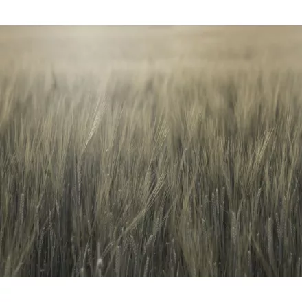 Rebel Walls / Mistic Shades