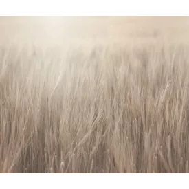 Rebel Walls / Mistic Shades