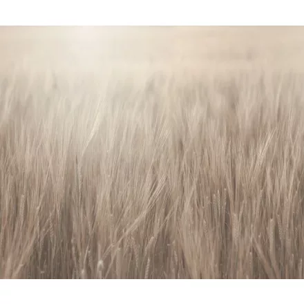 Rebel Walls / Mistic Shades