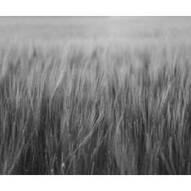 Rebel Walls / Mistic Shades