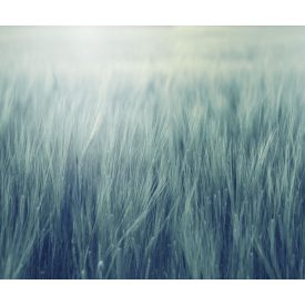 Rebel Walls / Mistic Shades