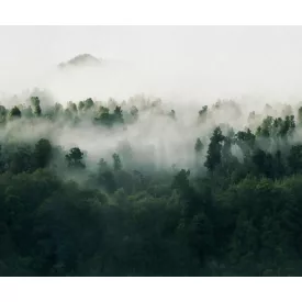 Rebel Walls / Mistic Shades