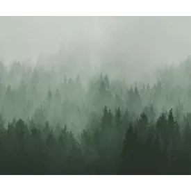 Rebel Walls / Mistic Shades