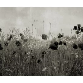 Rebel Walls / Mistic Shades