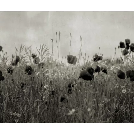 Rebel Walls / Mistic Shades