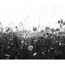 Rebel Walls / Mistic Shades