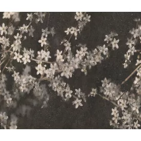 Rebel Walls / Mistic Shades