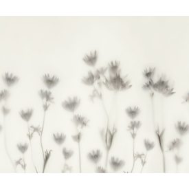 Rebel Walls / Mistic Shades