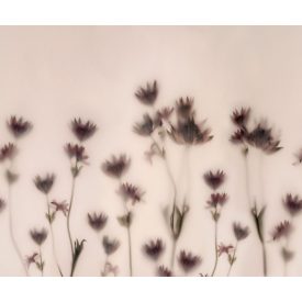 Rebel Walls / Mistic Shades