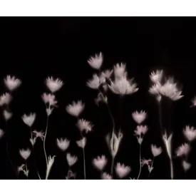 Rebel Walls / Mistic Shades