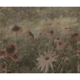 Rebel Walls / Mistic Shades