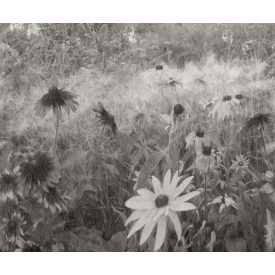 Rebel Walls / Mistic Shades