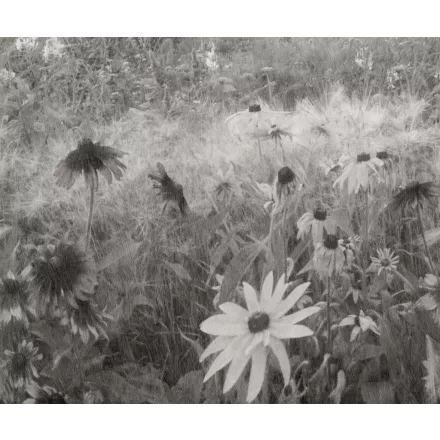 Rebel Walls / Mistic Shades