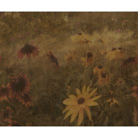 Rebel Walls / Mistic Shades