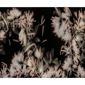 Rebel Walls / Mistic Shades