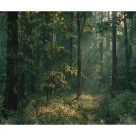 Rebel Walls / Hot Pops