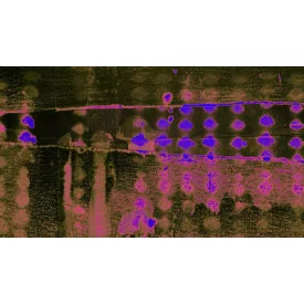 Komar / Roswitha Huber poszter