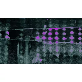 Komar / Roswitha Huber poszter