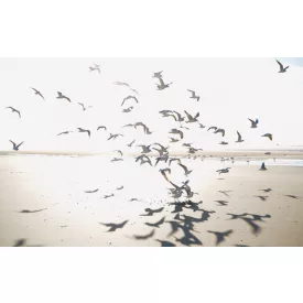 Casadeco / Seaside tapéta