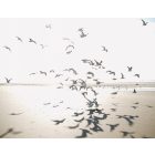 Casadeco / Seaside tapéta