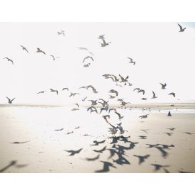 Casadeco / Seaside tapéta