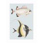 Casadeco / Seaside plakát