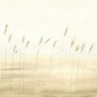 Casadeco / Sentier Des Dunes tapéta