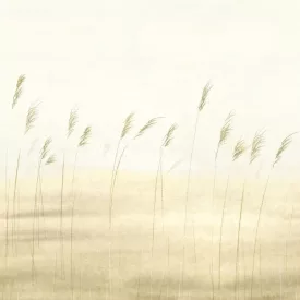 Casadeco / Sentier Des Dunes tapéta