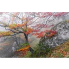 Komar / Wanderlust poszter