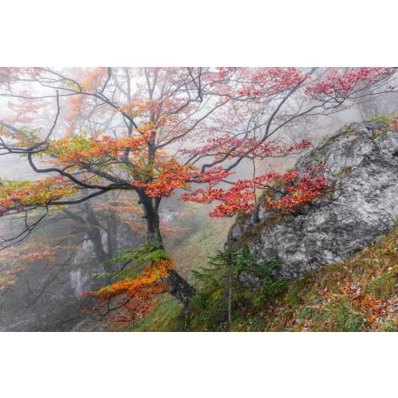 Komar / Wanderlust poszter