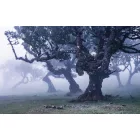 Komar / Wanderlust poszter