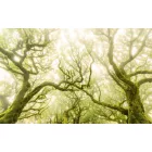 Komar / Wanderlust poszter