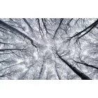 Komar / Wanderlust poszter