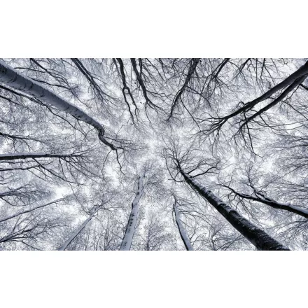 Komar / Wanderlust poszter