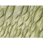 RIMURA / Main Collection