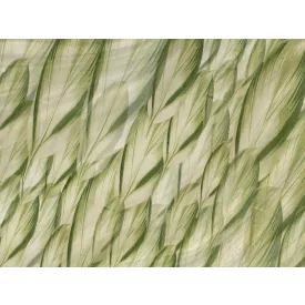 RIMURA / Main Collection