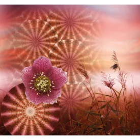 Behang / Circle of life tapéta