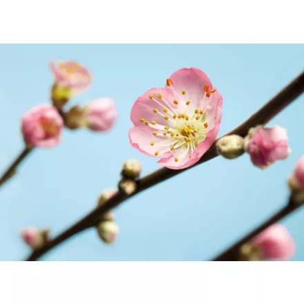 Komar / Munich Design poszter